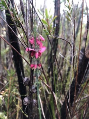 Sphaerolobium rostratum