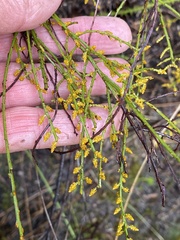 Leptomeria scrobiculata