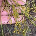 Leptomeria scrobiculata - Photo (c) Loxley Fedec, some rights reserved (CC BY-NC), uploaded by Loxley Fedec