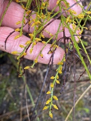 Leptomeria scrobiculata