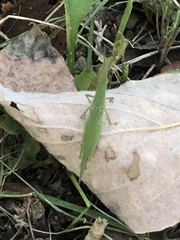 Atractomorpha sinensis sinensis