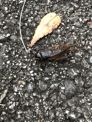 Teleogryllus emma