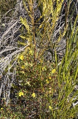Hibbertia monogyna