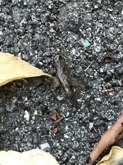 Loxoblemmus arietulus