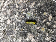 Scopelodes contracta