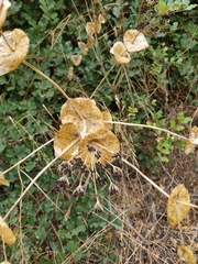 Smyrnium perfoliatum rotundifolium