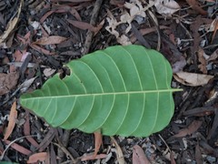 Alstonia balansae