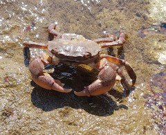 Hemigrapsus sanguineus