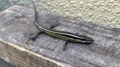 Plestiodon japonicus