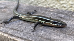 Plestiodon japonicus