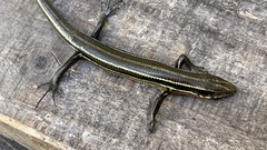 Plestiodon japonicus