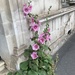 Hollyhock - Photo (c) denisl3108, some rights reserved (CC BY-NC)