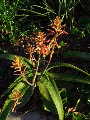 Aloe parvibracteata