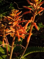 Aloe parvibracteata