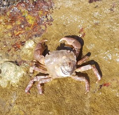 Hemigrapsus sanguineus