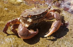 Hemigrapsus sanguineus