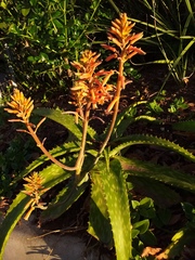 Aloe parvibracteata