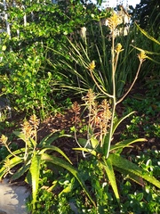 Aloe parvibracteata