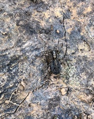Artoriinae