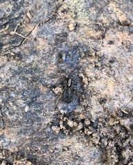 Artoriinae