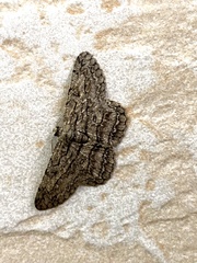 Hypomecis transcissa