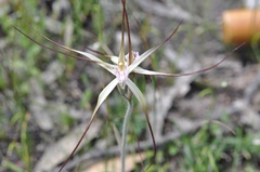 Caladenia varians