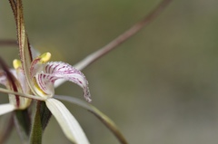 Caladenia varians