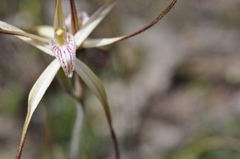 Caladenia varians