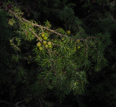 Juniperus deltoides