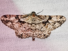 Peribatodes umbraria