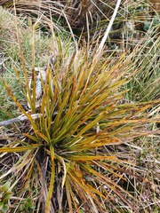 Aciphylla crenulata
