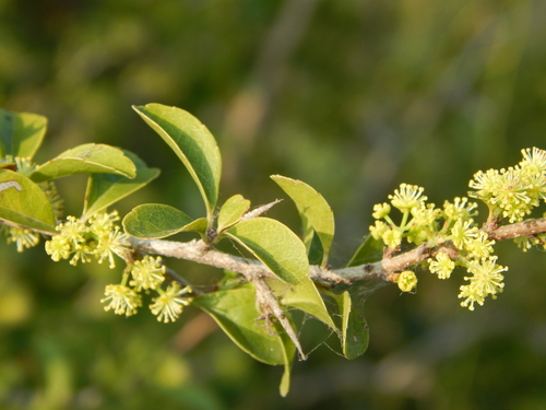 Flacourtia indica