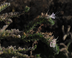 Echium italicum
