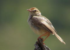 Cisticola fulvicapilla dexter