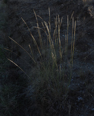 Achnatherum bromoides