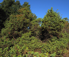 Juniperus deltoides