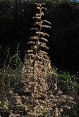 Echium italicum