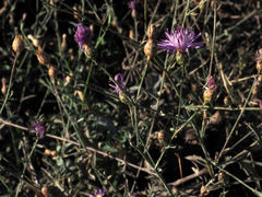 Centaurea grisebachii