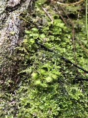 Drosera modesta