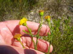 Chrysocoma esterhuyseniae