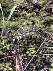 Drosera modesta