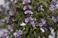 Prostanthera caerulea