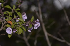 Prostanthera caerulea