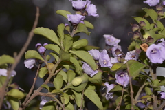 Prostanthera caerulea