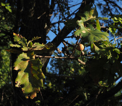 Quercus frainetto