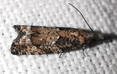 Acroclita subsequana