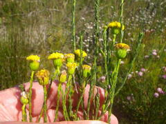 Chrysocoma esterhuyseniae