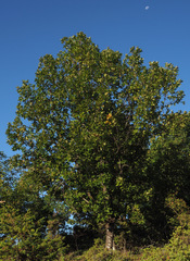Quercus frainetto