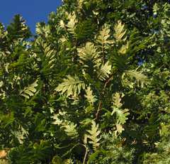 Quercus frainetto