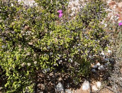 Drosanthemum crassum